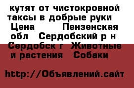 кутят от чистокровной таксы в добрые руки  › Цена ­ 10 - Пензенская обл., Сердобский р-н, Сердобск г. Животные и растения » Собаки   